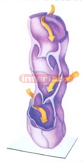 HUMAN ULTRESTRUCTURE MODEL OF LYMPHATIC VESSEL